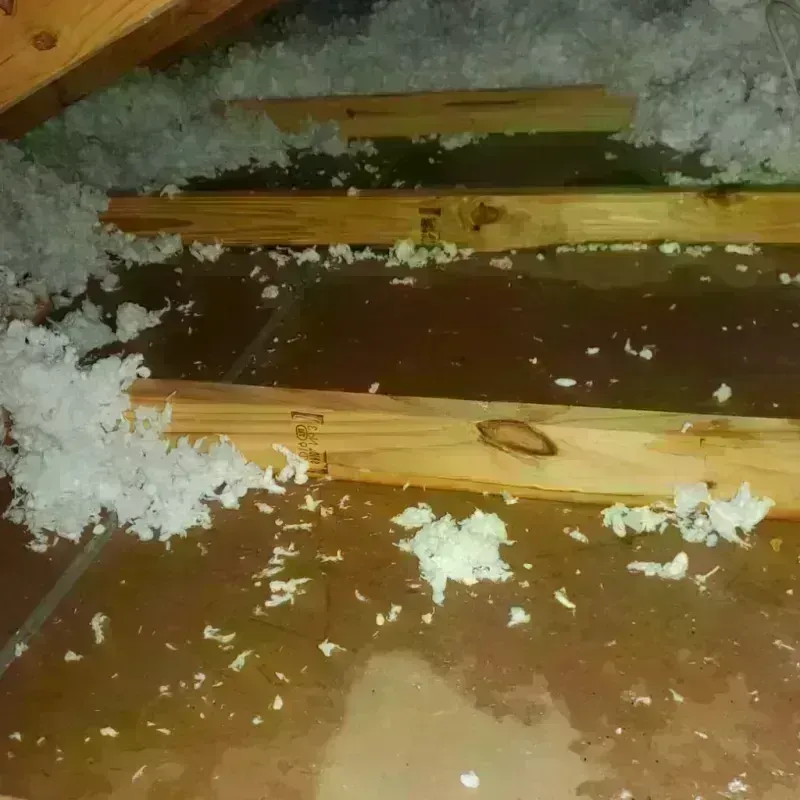 Attic Water Damage in Temple Terrace, FL