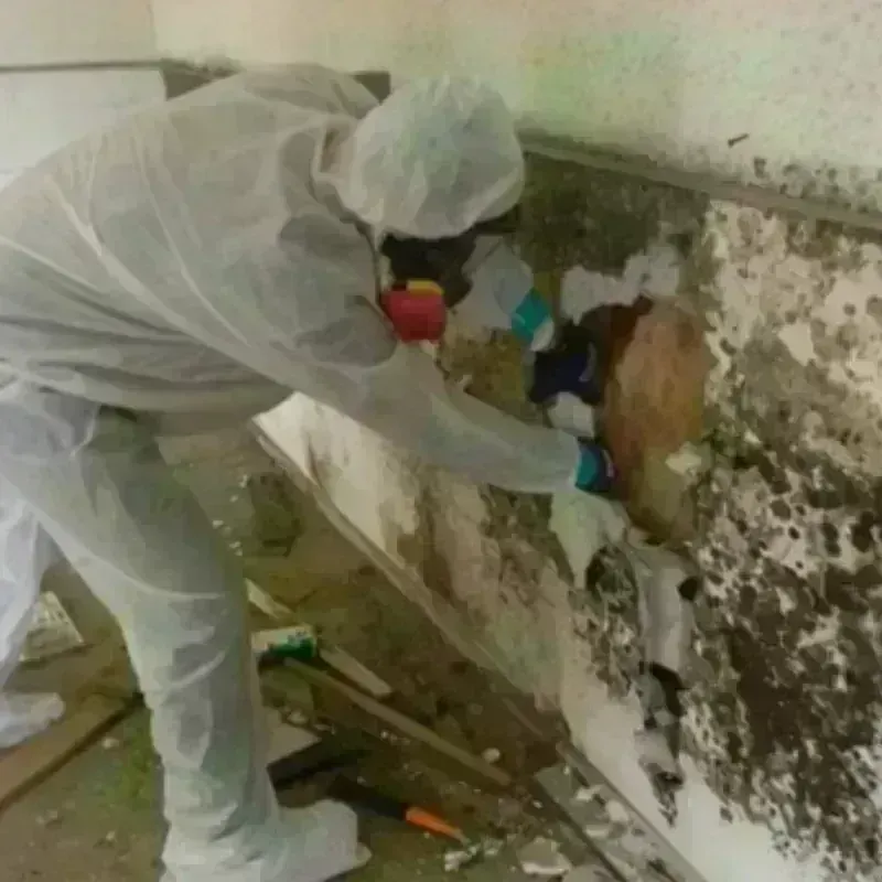 Mold Remediation and Removal in Temple Terrace, FL